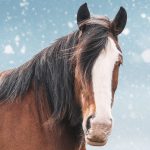 Close-up portrait of a Clydesdale horse with a wide white nose, black mane, and brown coat, set against a light blue background with falling snow.