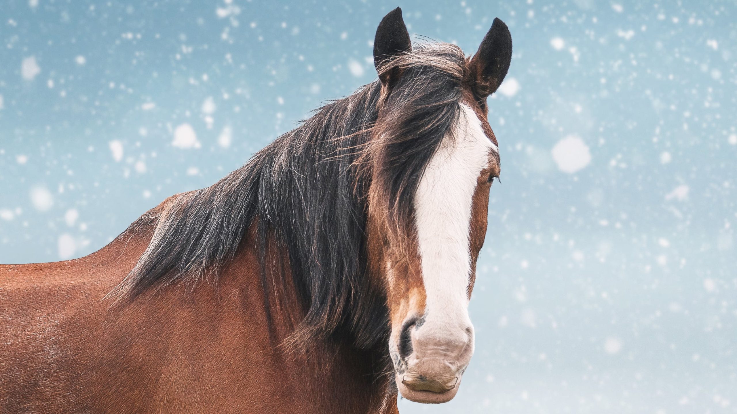 Close-up portrait of a Clydesdale horse with a wide white nose, black mane, and brown coat, set against a light blue background with falling snow.